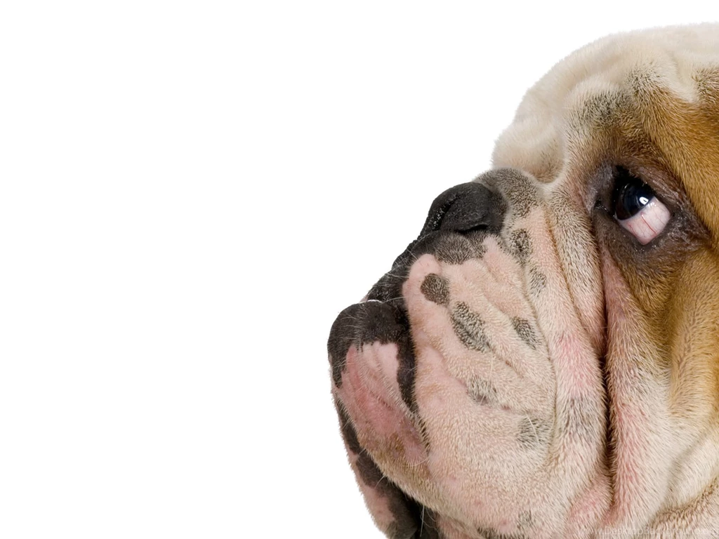 Funny Dog Wallpapers Hd