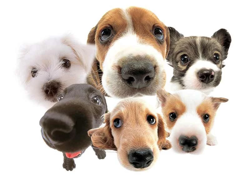 Funny dog wallpaper desktophd wallpapers