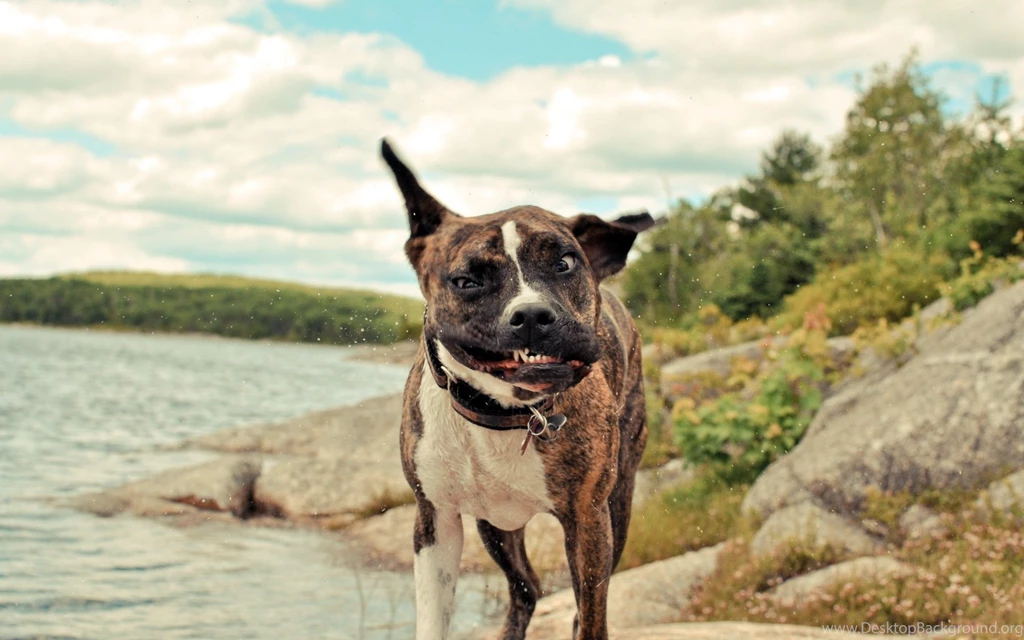 Funny Dog Wallpapers Wallpapers Cave
