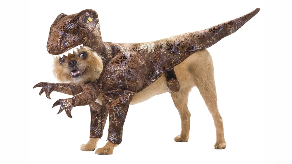 Funny Dogs Wallpapers Wallpapers Cave