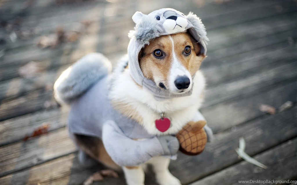Funny Dog Wallpapers 872588