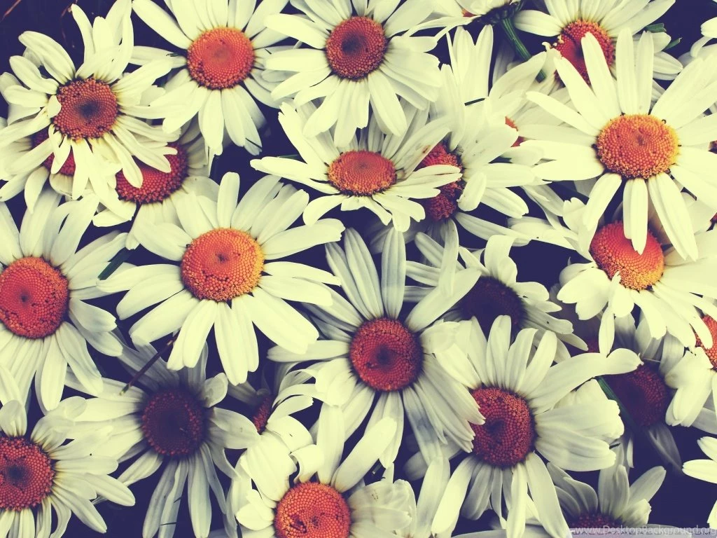 Pretty Wallpapers