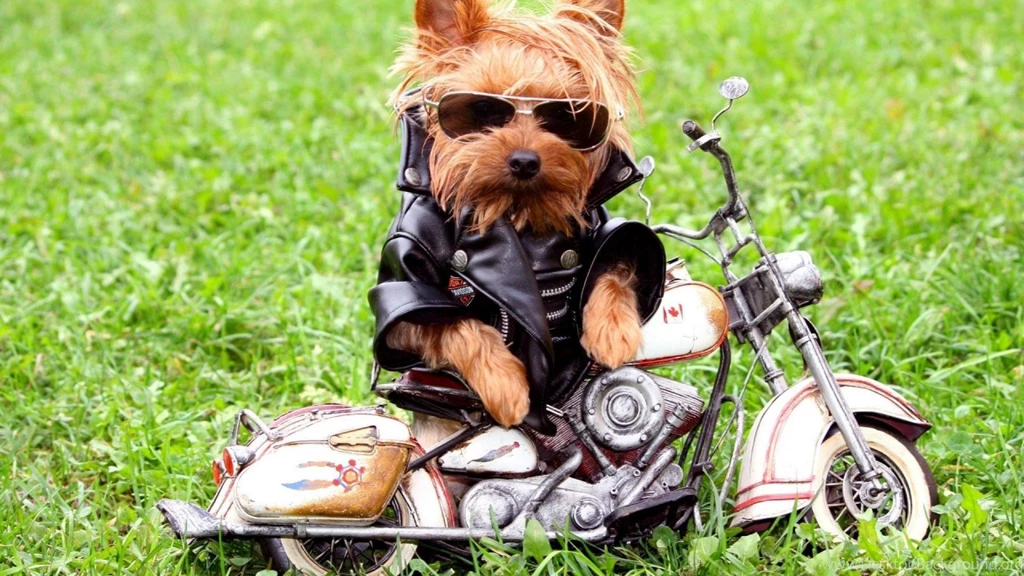 Funny Dog Wallpapers Widescreen ABestHdWallpapers.Com