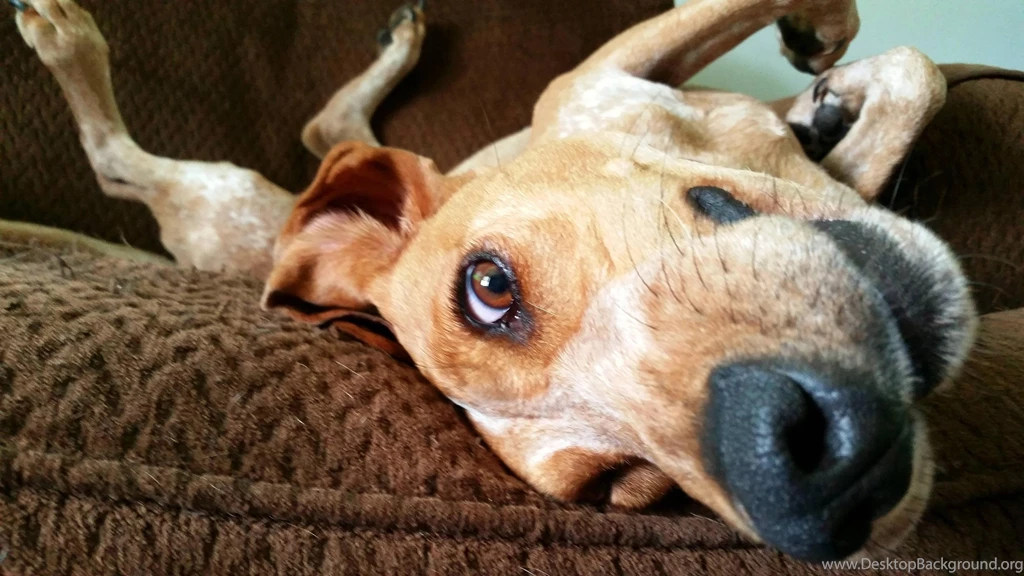 Funny Dog Things Archives The Happy Pet Company