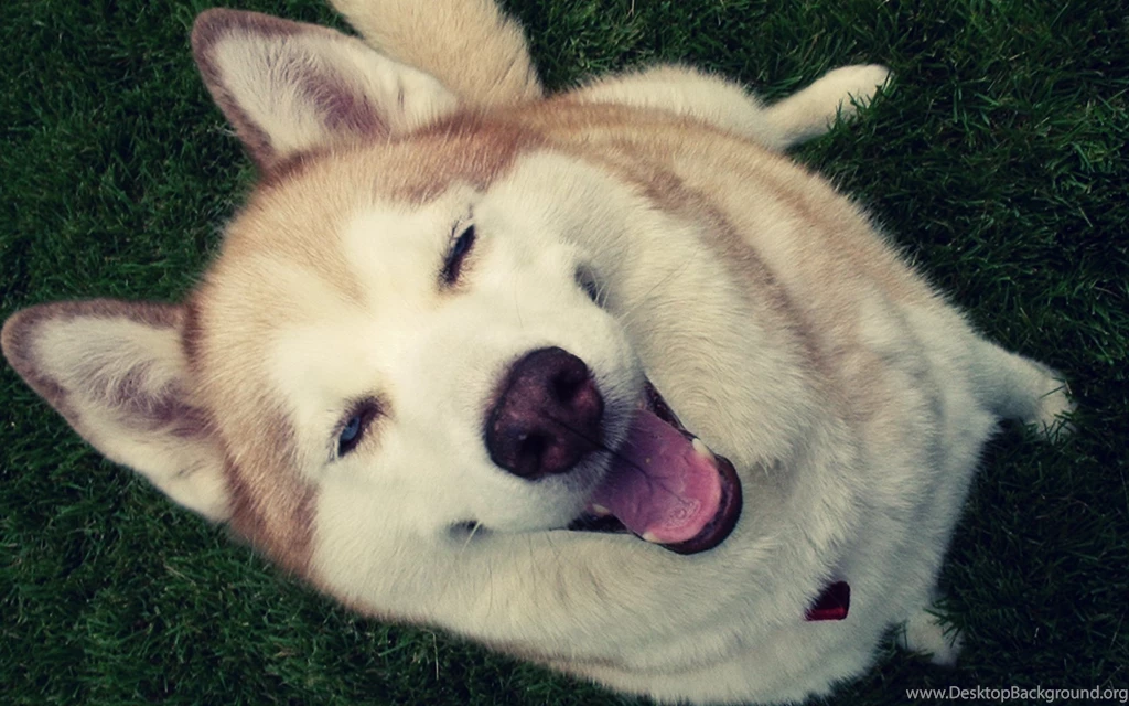 Funny Dogs Wallpapers » WallDevil Best Free HD Desktop And Mobile ...