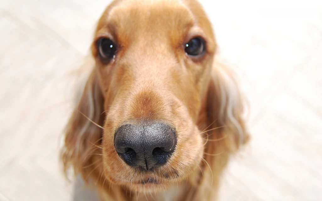 Funny Dog Look Wallpapers 650562 PetPictures