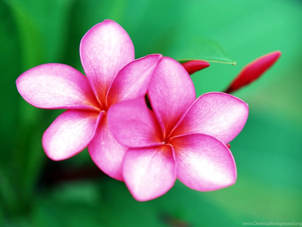Pictures Of Beautiful Flowers