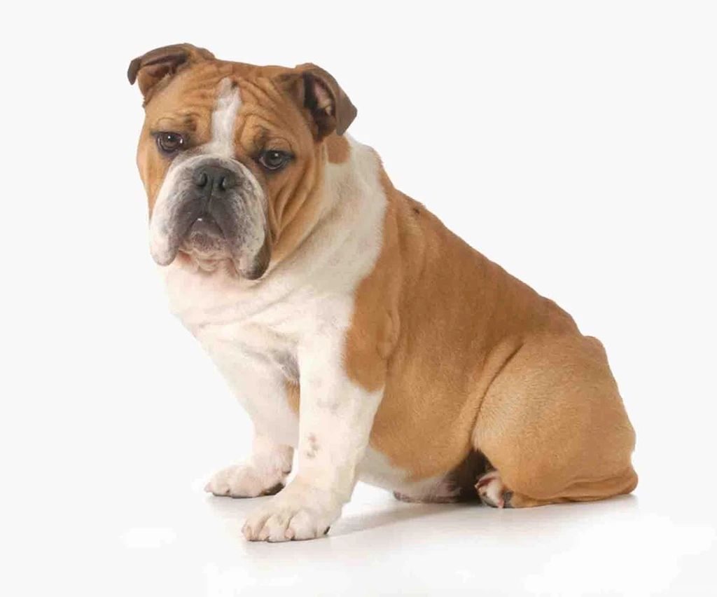 Free Funny Dog Wallpapers Android Apps On Google Play