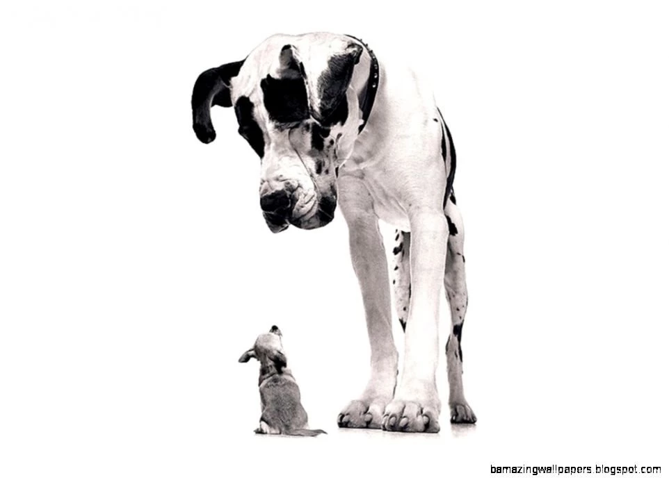 Funny Dog Wallpapers