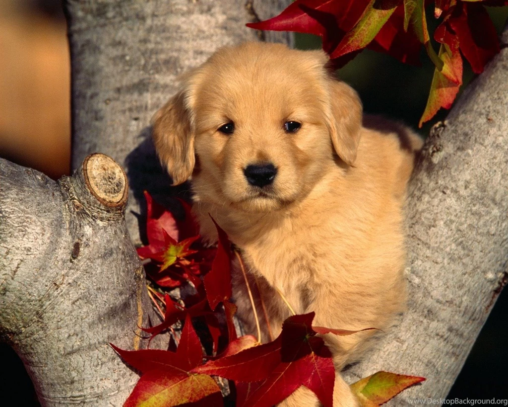 Dog Hd Wallpapers