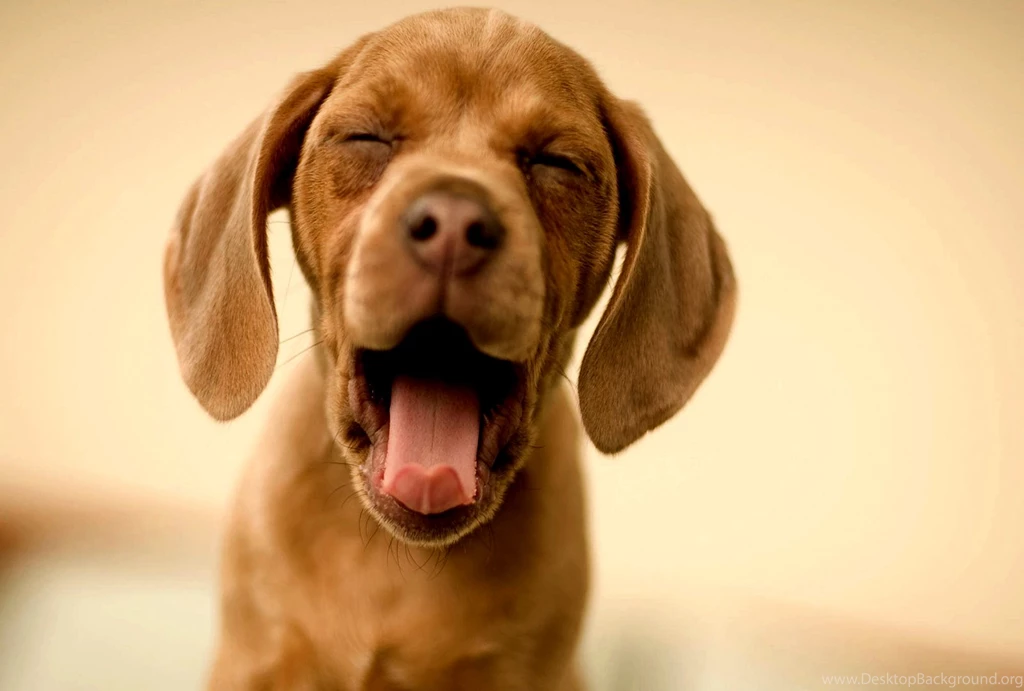 Funny Dog Funny Dog Pics Hd – Fine HD Wallpapaper RR