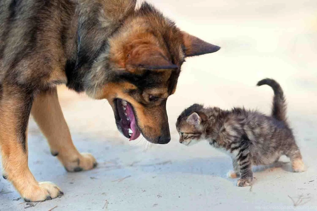 Free Funny Dog Wallpapers Android Apps And Tests AndroidPIT