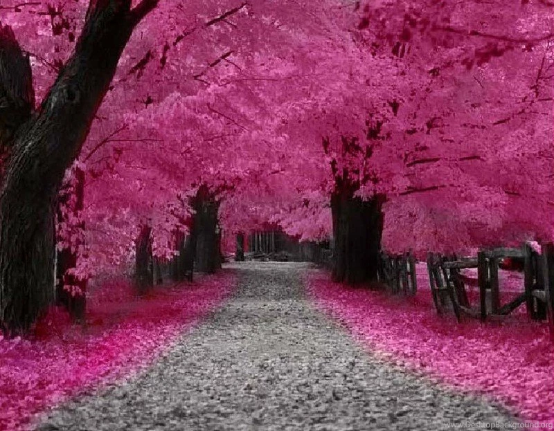 Very Pink Cute Gardens Picture And Photo