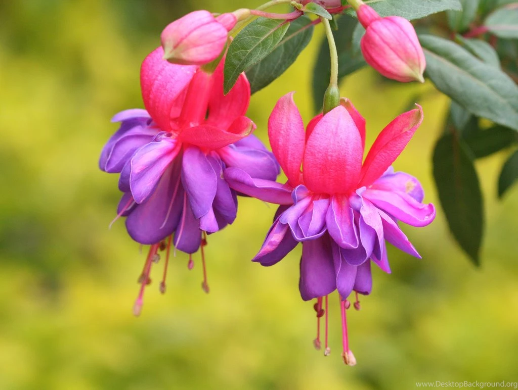 Download Flowers Wallpapers