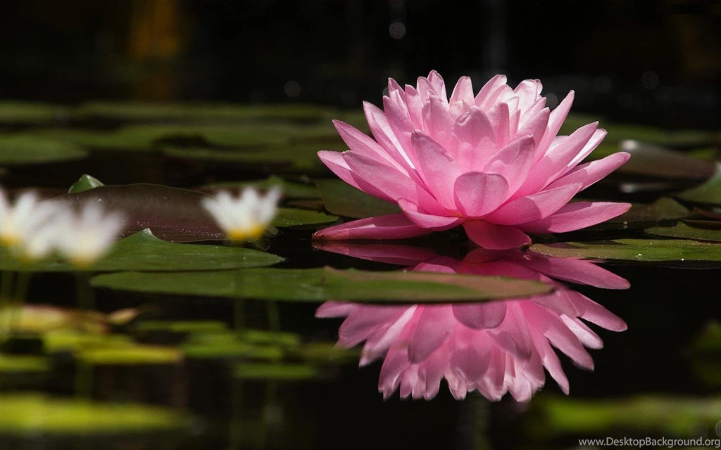 Water Lily Flower HD Wallpapers & Beautiful Lily Pictures