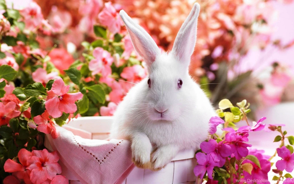 Bunny Between Flowers