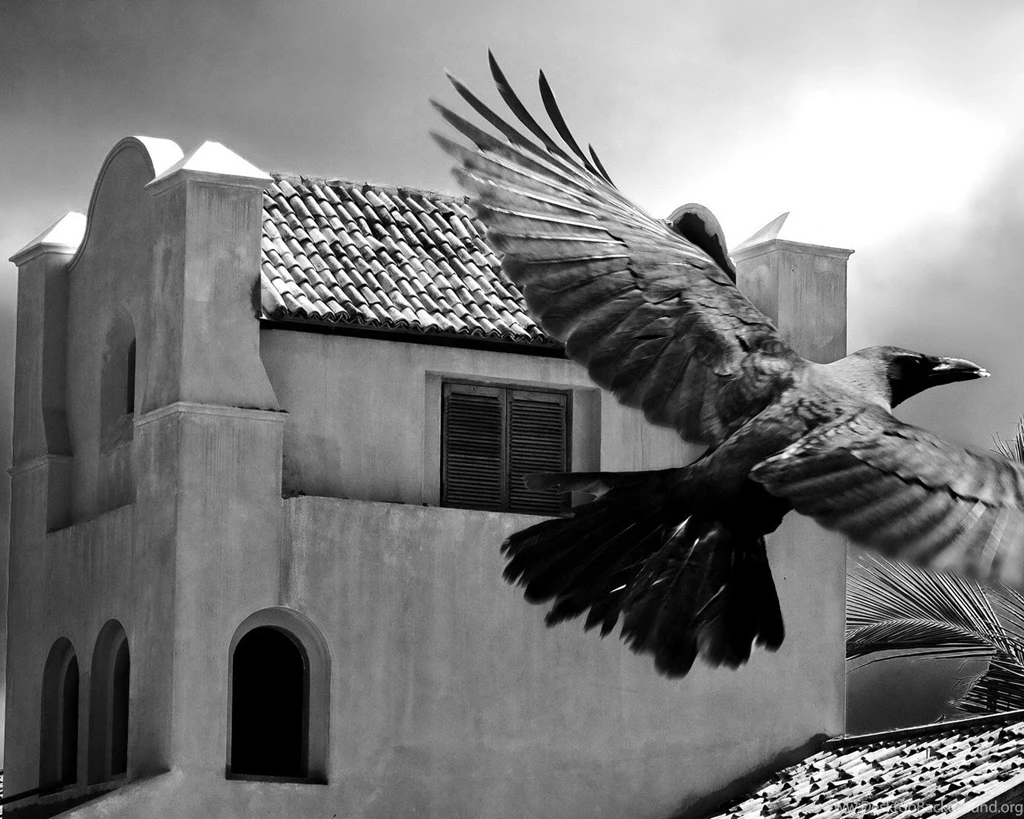Wallpapers Black White The Crow And Photo Hd For Fullscreen ...