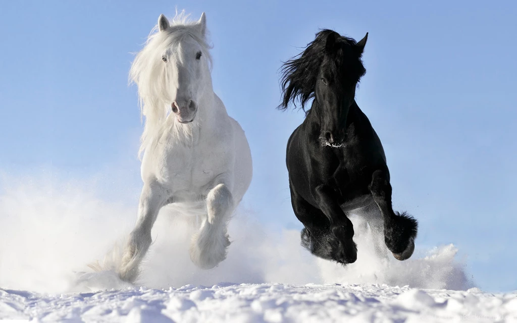 Black And White Horse