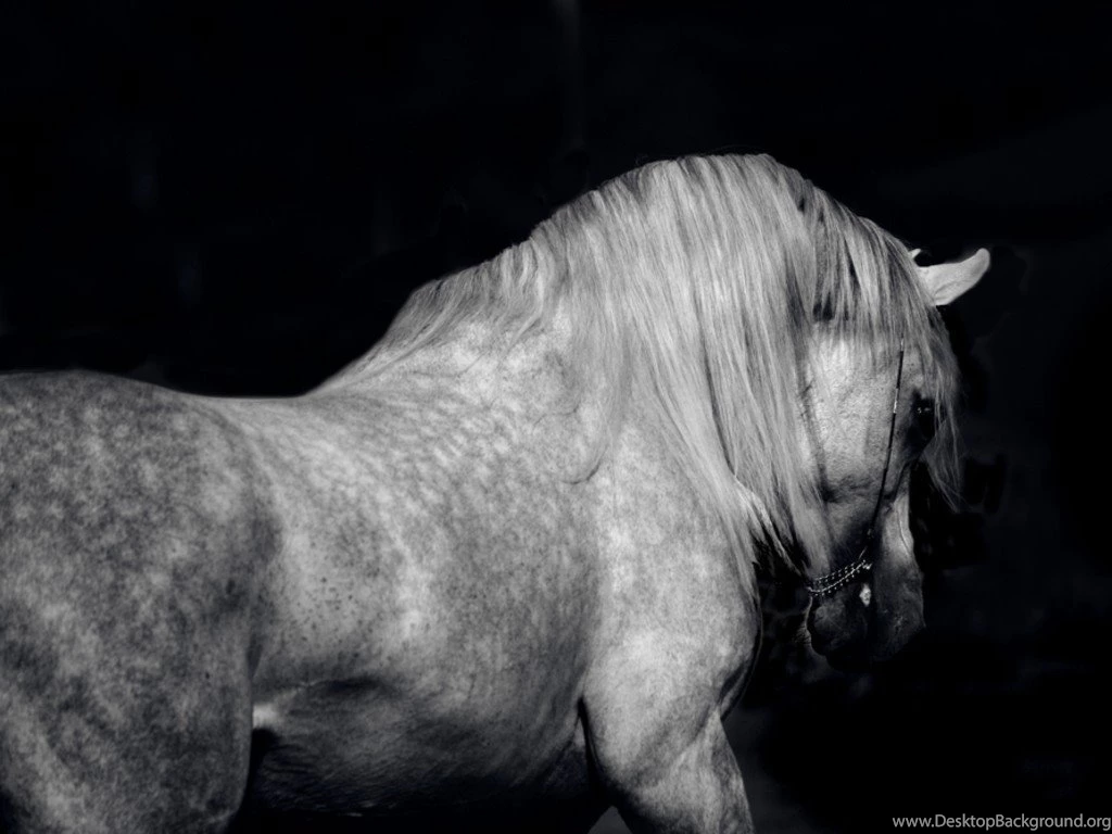 Wallpapers White Stallions Black And Arabian Horse 1024x768 ...