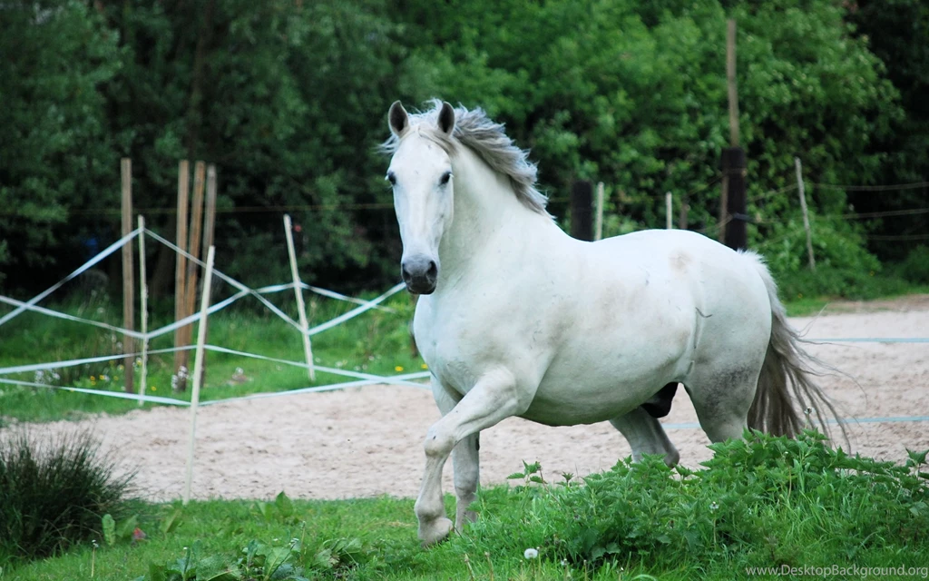 Animal Wallpaper: White Horse Wallpapers Phone HD Backgrounds ...