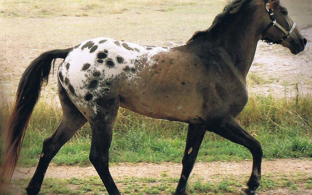 Download All Breeds Wallpapers Black And White Horse   (