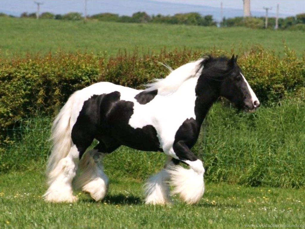Pictures Of Black And White Horses   HD Wallpapers Pretty