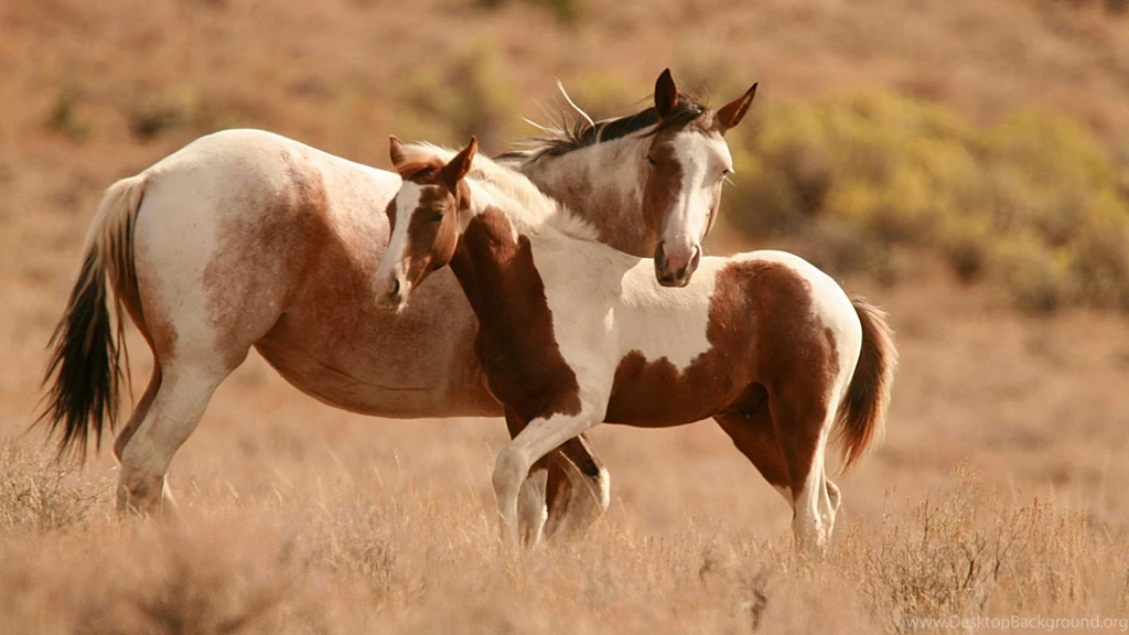 Animal Wallpapers Brown And White Horse : HD Wallpaper, Backgrounds ...