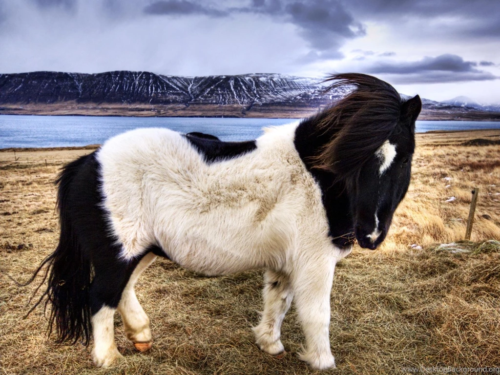 Furry Black White Horse HD Desktop Wallpapers : Widescreen : High ...