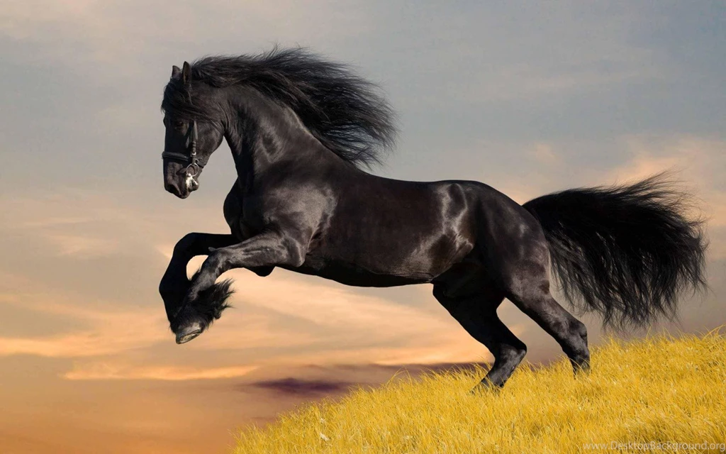 Black Horse HD Wallpapers & Images – See HD Wallpapers