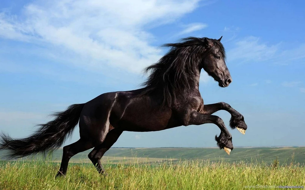 Black Horses Wallpapers Wallpapers Zone