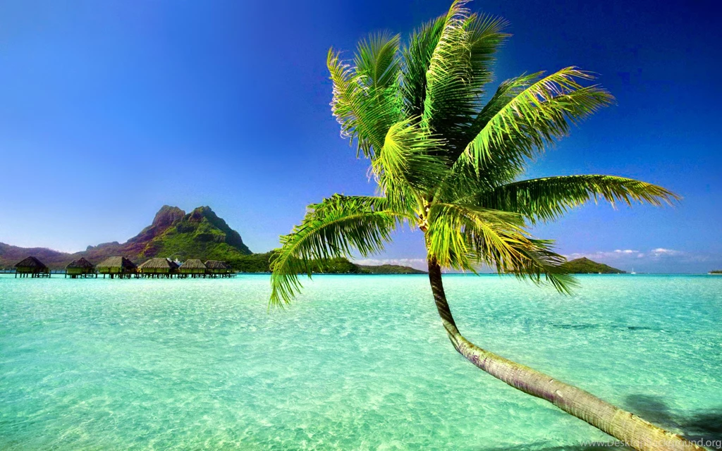 Palm Tree Wallpapers