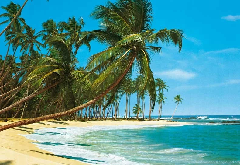 Beach Wallpapers Tropical Palm Trees Wallpapers
