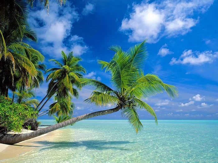 Beach Vacation Palm Trees On The Beach Wallcoo.net