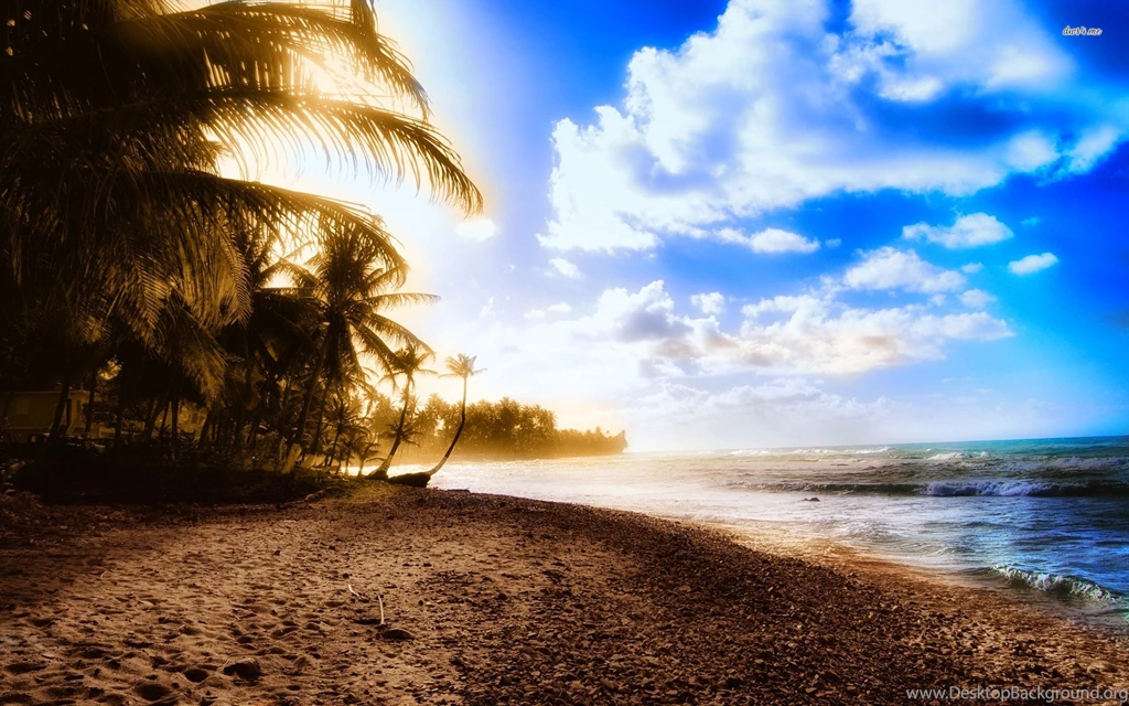 Palm Trees On The Beach