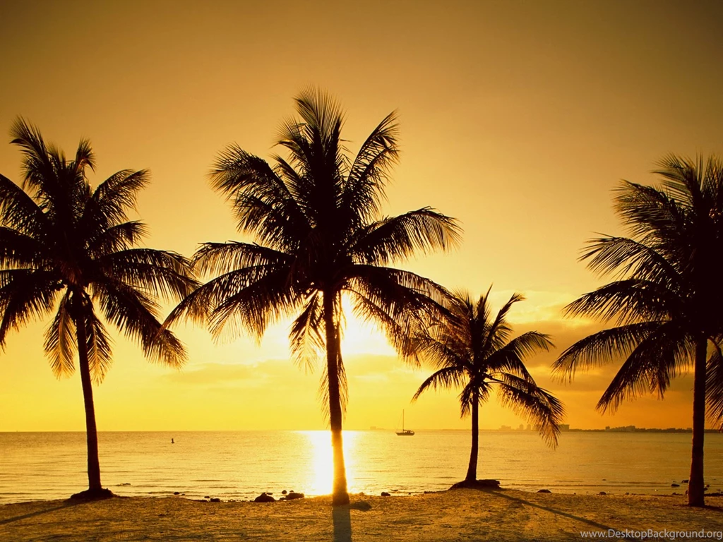 Free Palm Tree Wallpapers
