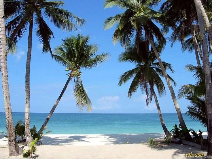 Tropical Beaches With Palm Trees Wallpapers Desktop Backgrounds HD ...