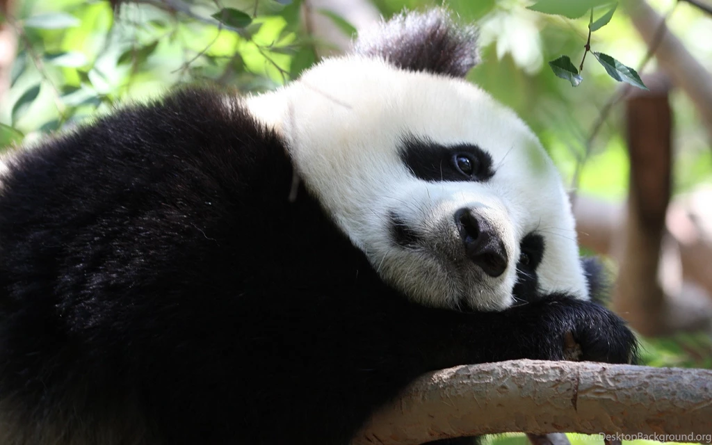Cute Baby Panda Wallpapers For Android : Animal Wallpapers ...