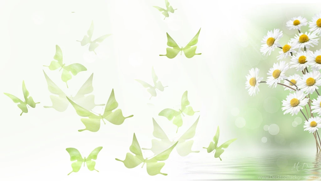 Flowers: Daisies Butterflies Green Spring Water Summer Chamomile ...