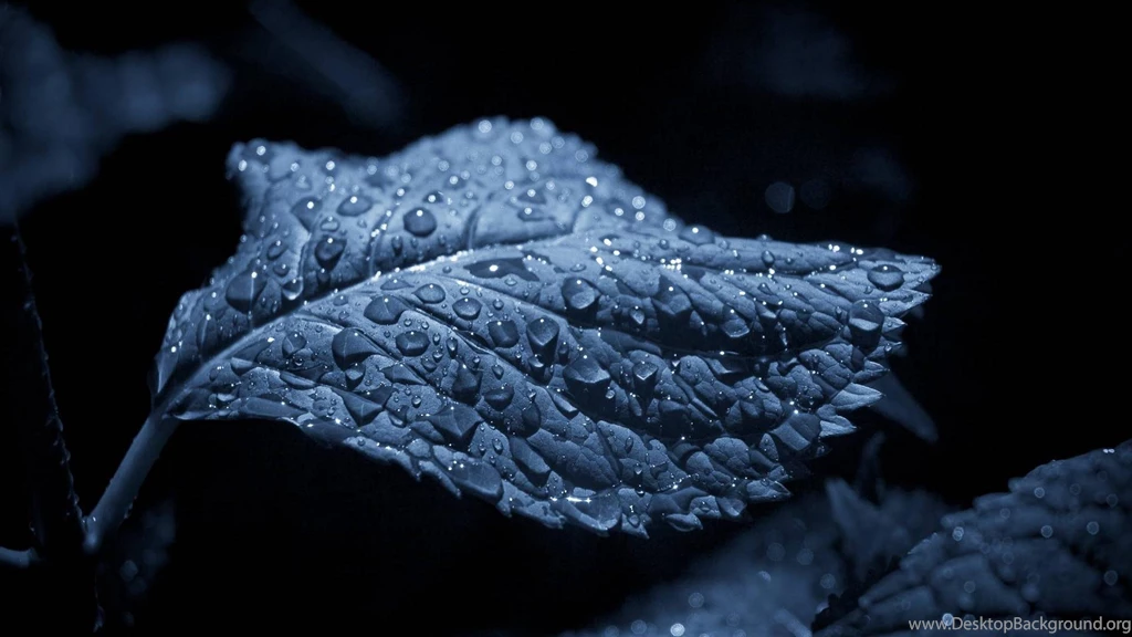 Nature Leaves Water Drops Airena Wallpaperpack Wallpapers (