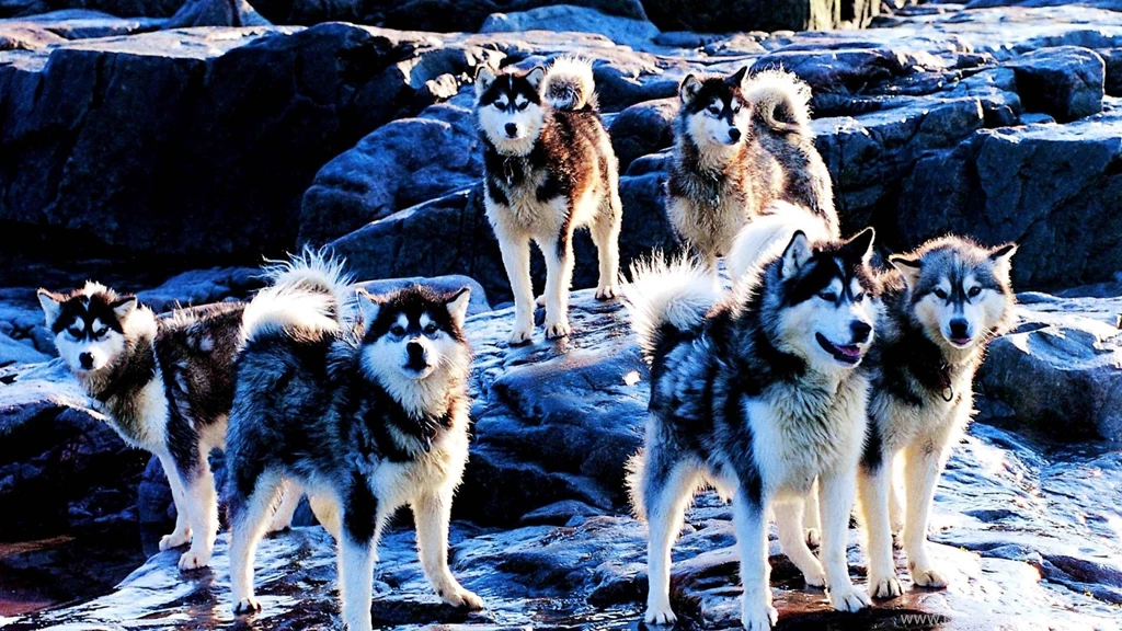 Wallpapers Rock Fresh Pack Guns The Woolf Animals Dogs Husky Rocks ...