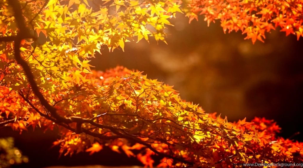 Desktop Computer Desktop Wallpapers
