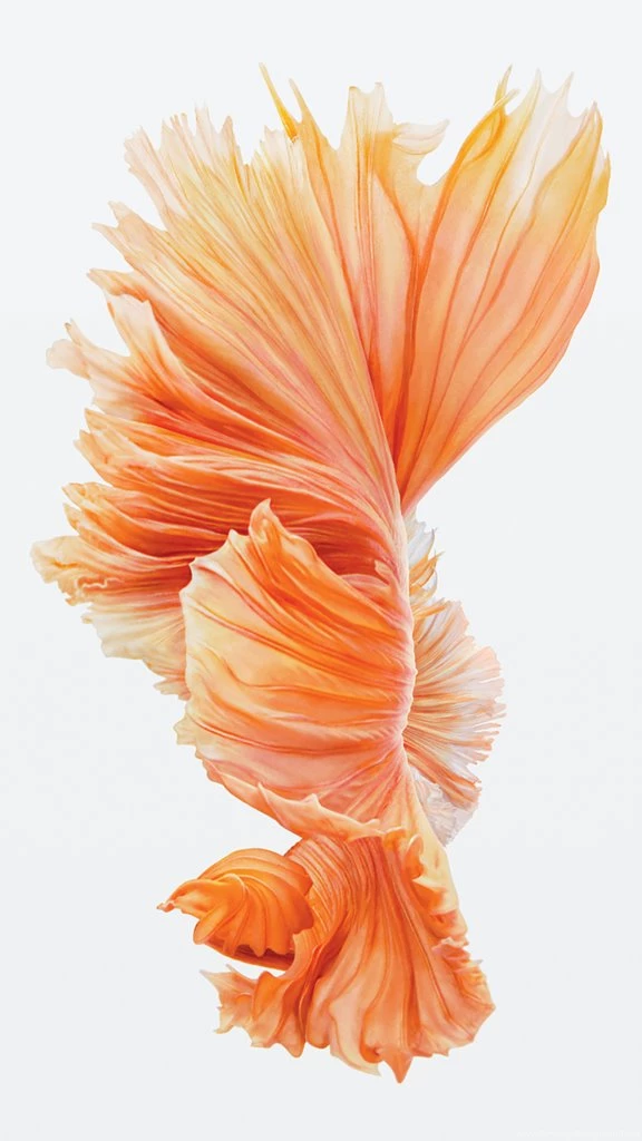 iPhone 6s Still Wallpaper Images