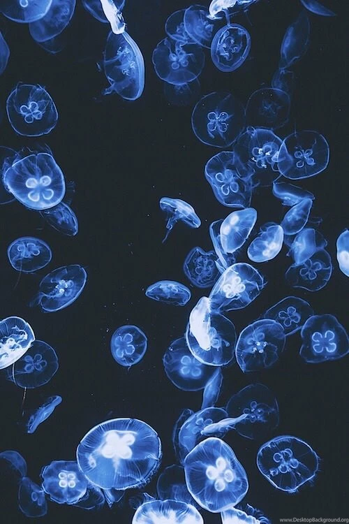 Jellyfish Image
