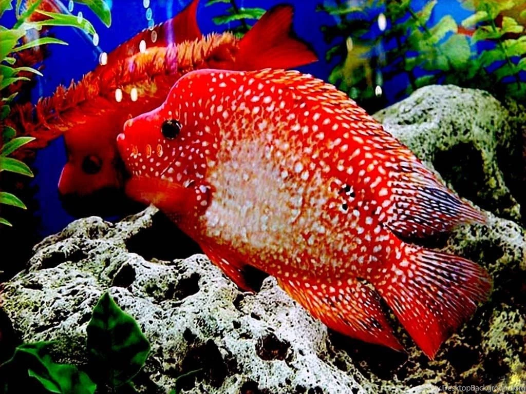 Fish Searching Food Fish Full HD 1080p Backgrounds ~ Fish For HD 16 ...