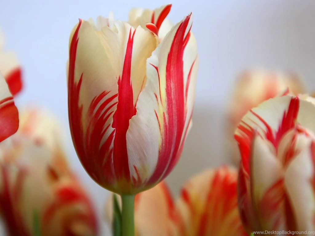 Unique Wallpaper: The Flower Of Love