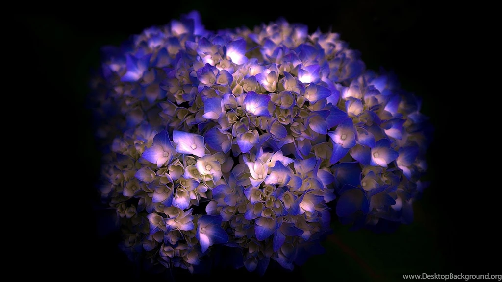 Normal Wallpapers Page 3: Lake Montreux Switzerland Geneva Lakes ...