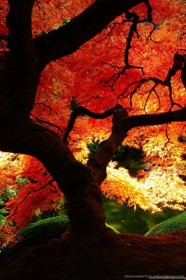 Download Beautiful Red Autumn Tree Wallpapers For iPhone 4 Desktop