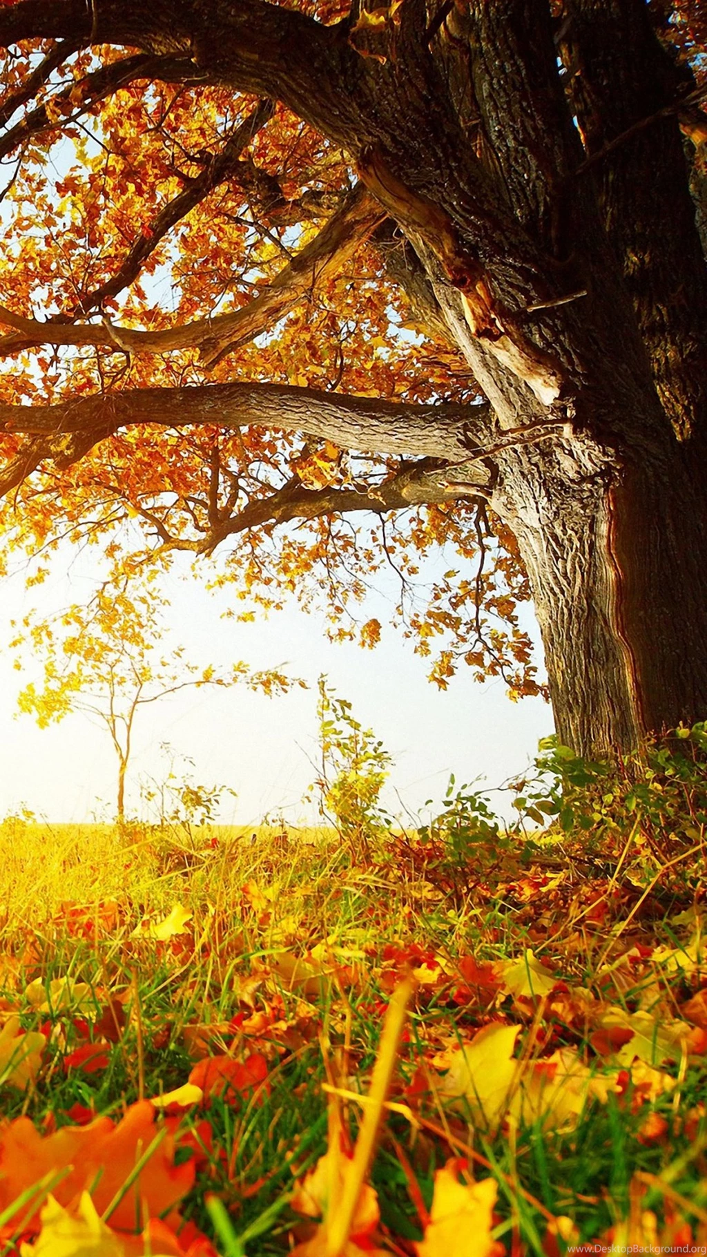 Nature Fall Tree Leaves iPhone 6s Wallpapers HD