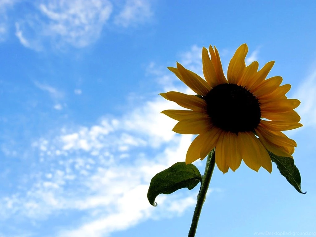 Free Summer Screensavers And Wallpapers Beautiful Summer Photos Of ...
