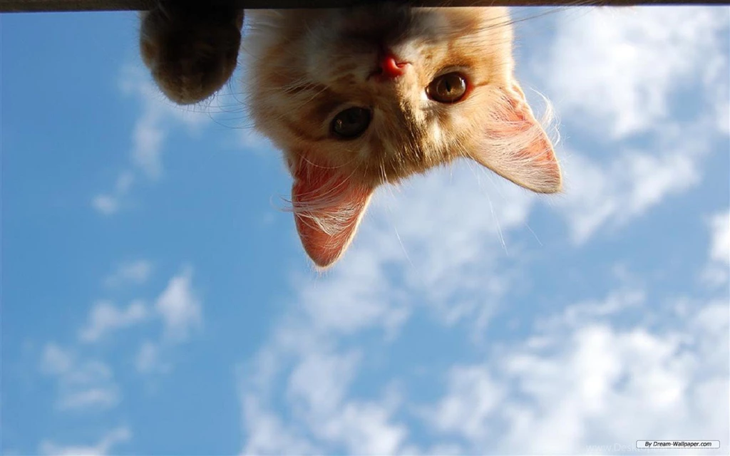 Free Animal Wallpapers